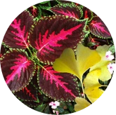 Astragalus Root Extract